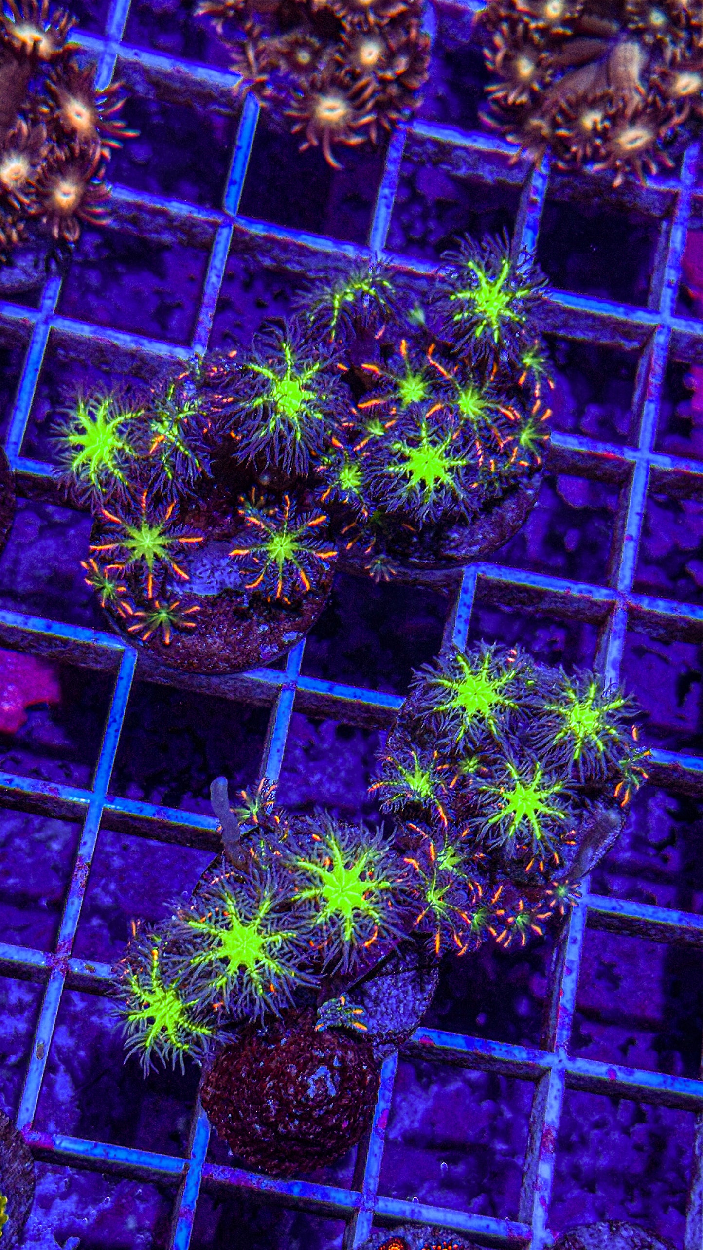 Firework Cloves (WYSIWYG)