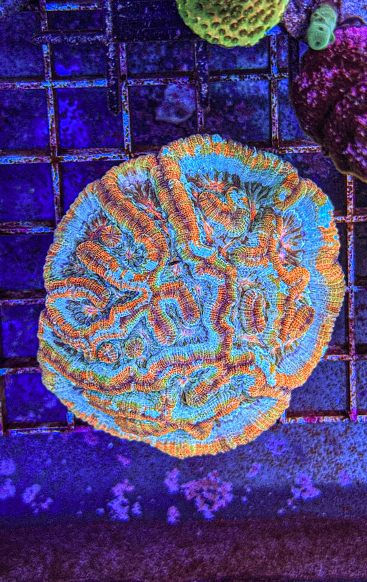 Wilsoni Colony (WYSIWYG)
