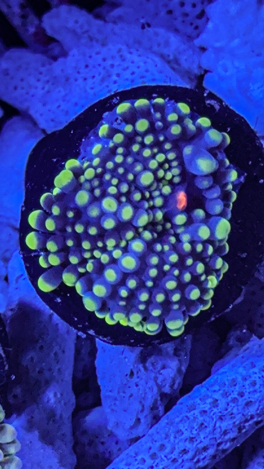 Blue/Yellow Bounce Yuma (WYSIWYG)