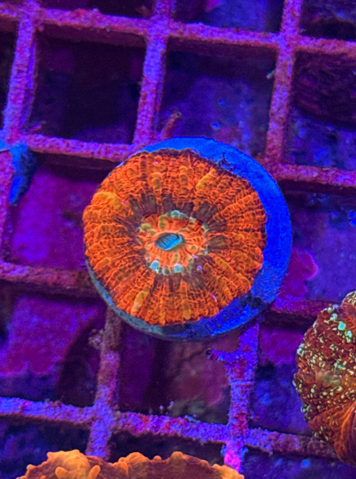 Acan Maxima “RARE” (WYSIWYG)