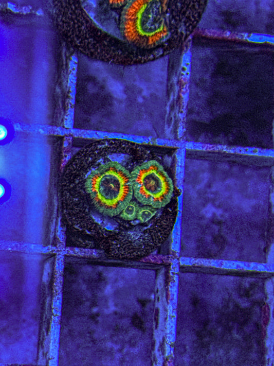 Holy Grail Micromussa Acan (WYSIWYG)