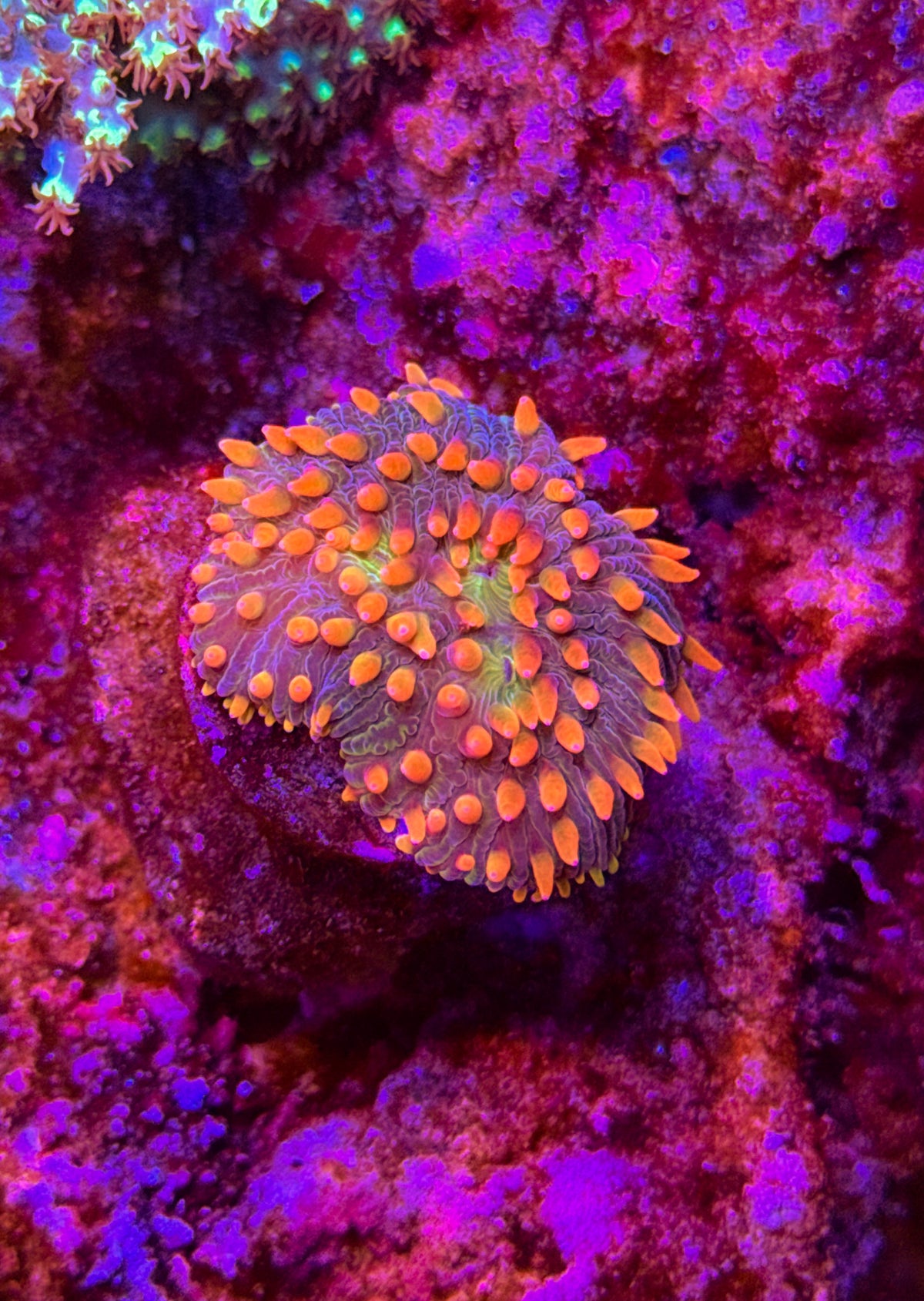 Rainbow flame tip Mark