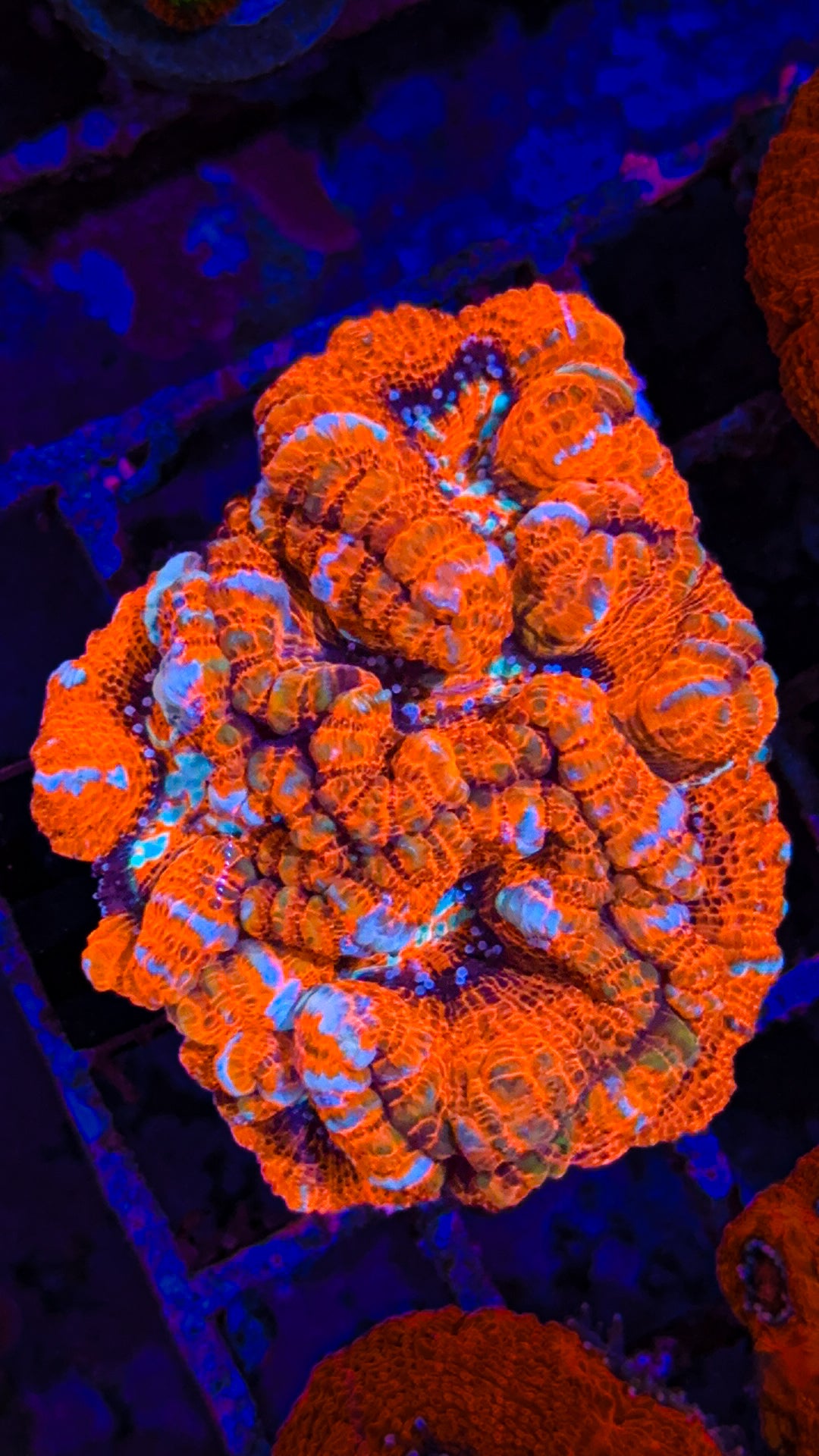 Ultra Wilsoni (WYSIWYG)
