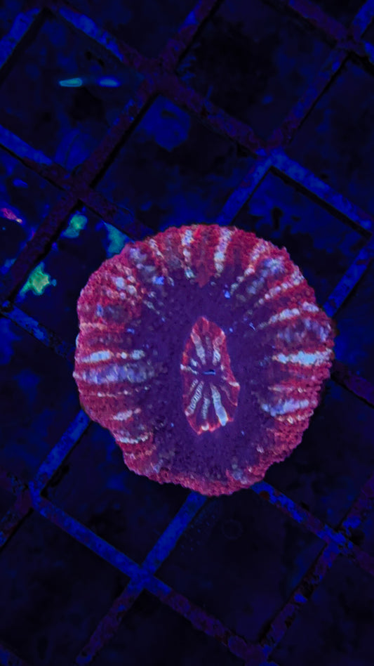 Asian Acan (WYSIWYG)