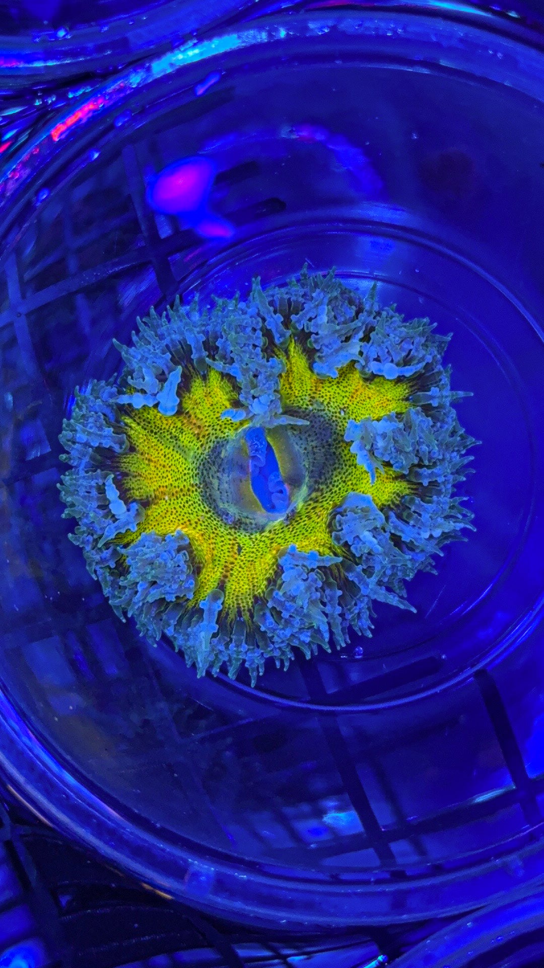 Yellow Center Rock Flower Anemone (WYSIWYG)