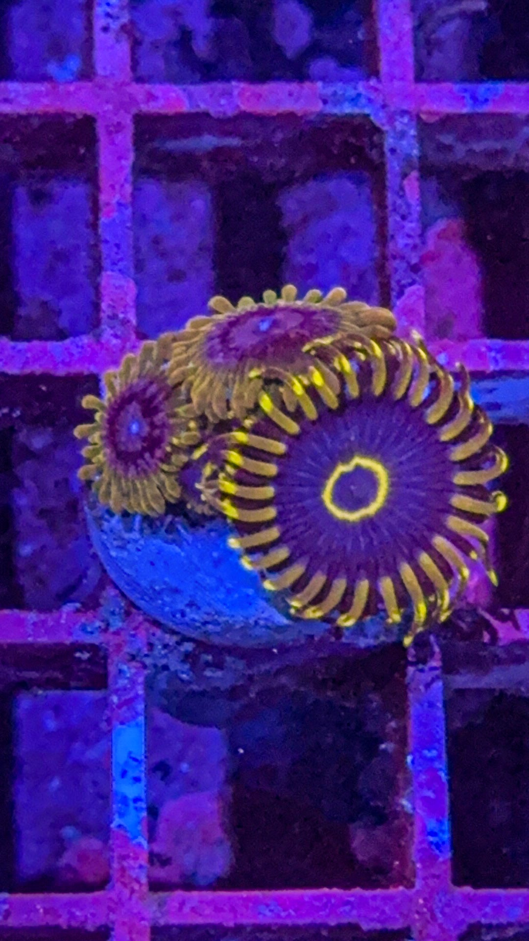 (Copy) Purple Hornet/Acid Reflux Zoas (WYSIWYG)