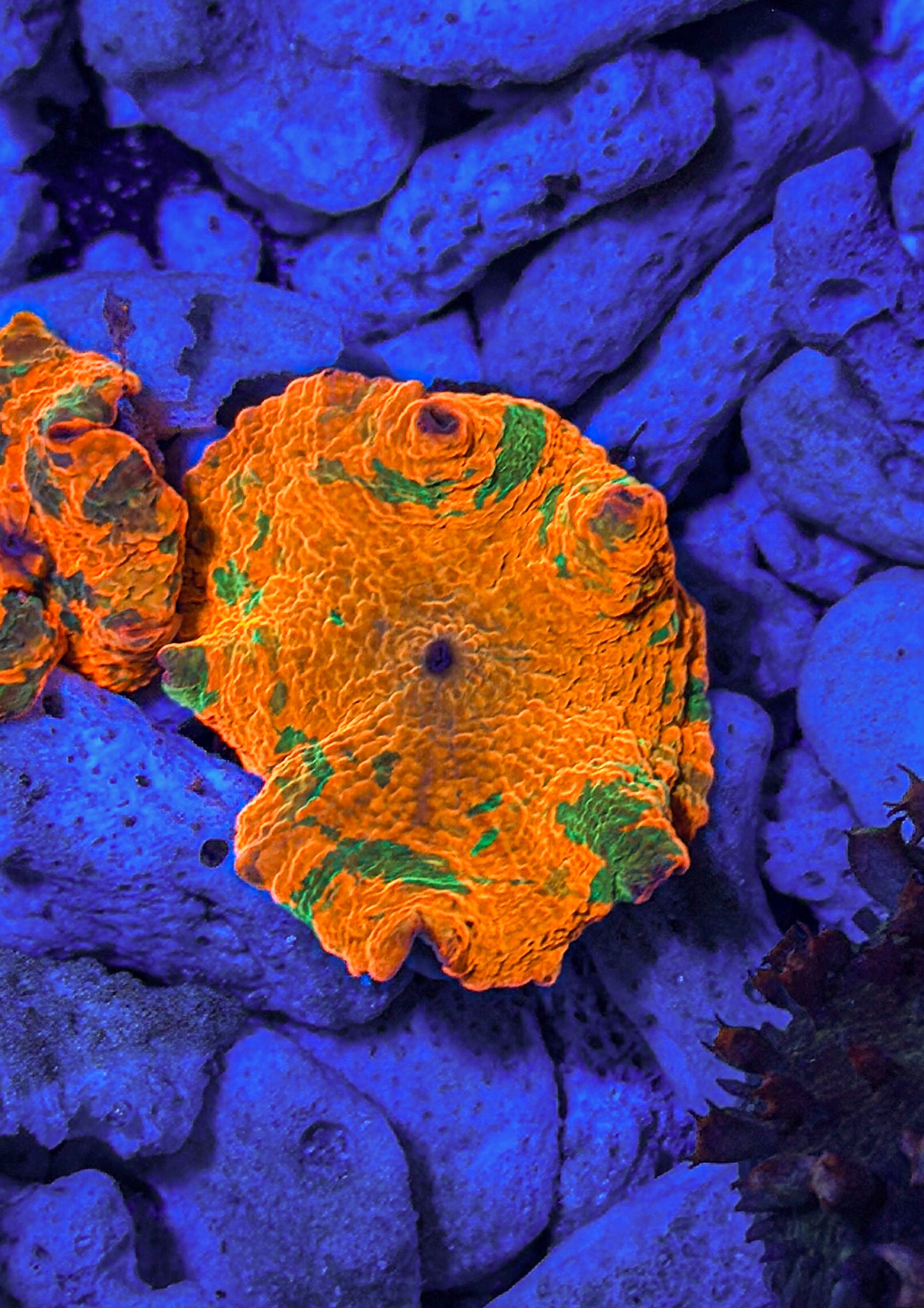 Candy Crush JB Mushroom (WYSIWYG)