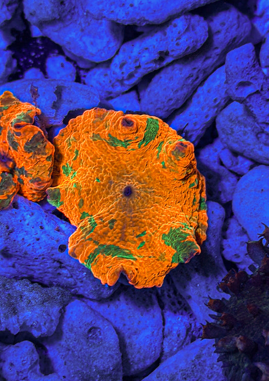 Candy Crush JB Mushroom (WYSIWYG)