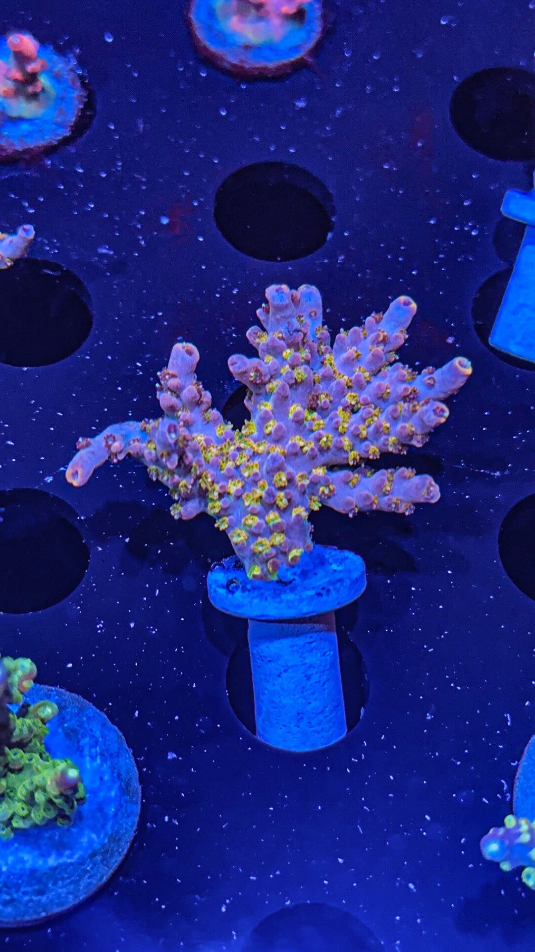 Rainbow Acro Gold Polyps! (WYSIWYG)