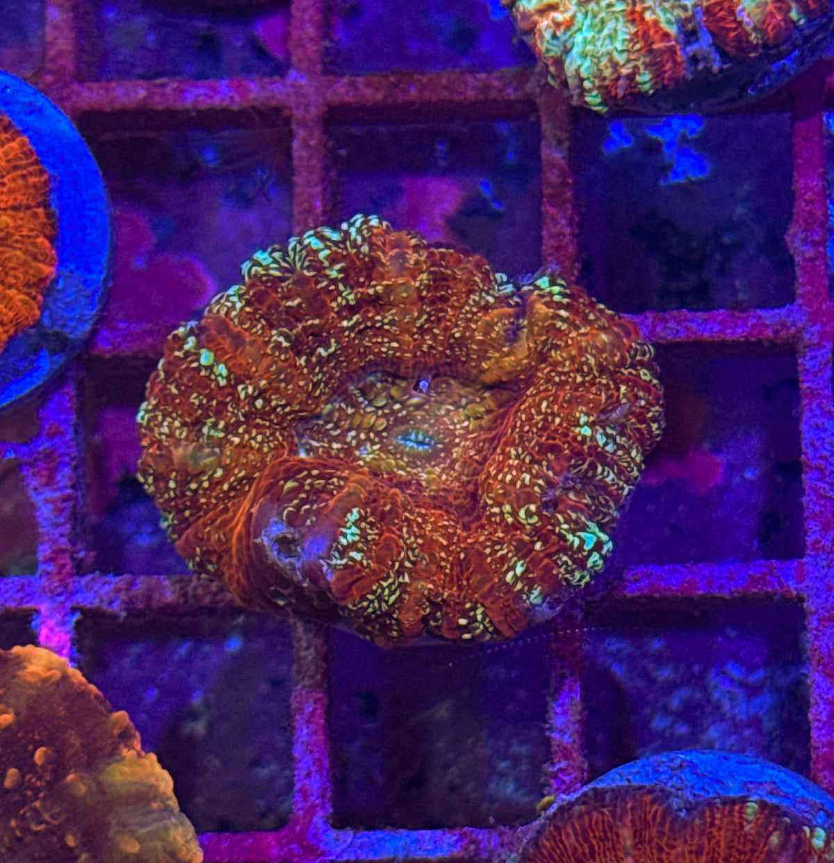 Acan Maxima “RARE” (WYSIWYG)