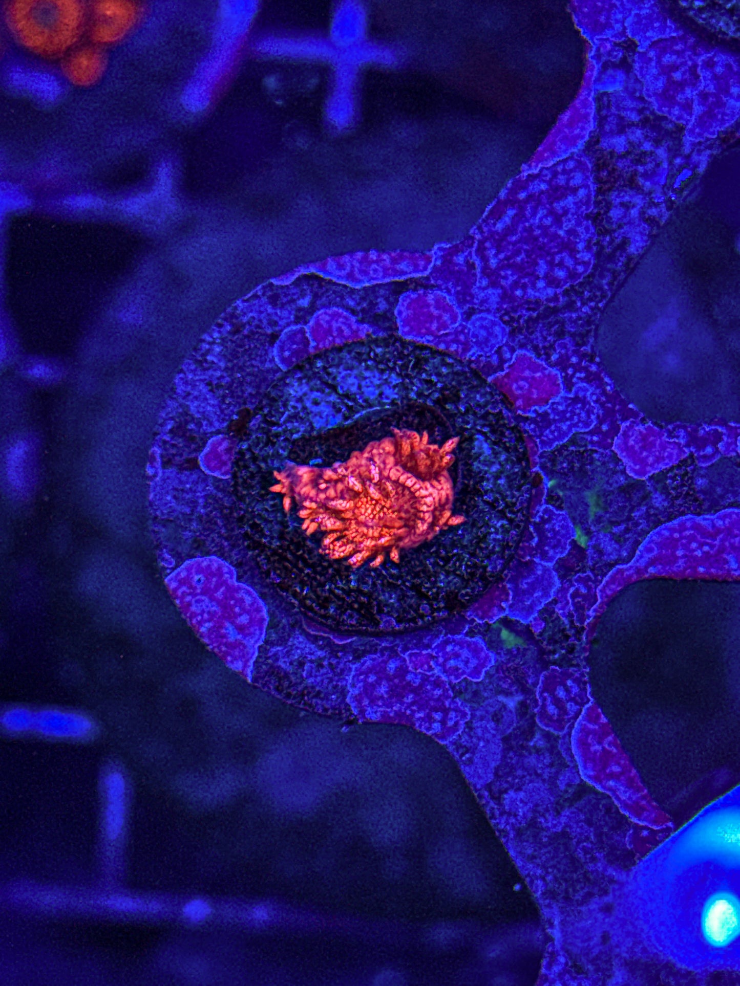 WCC Master Red Glitter Goni (WYSIWYG)
