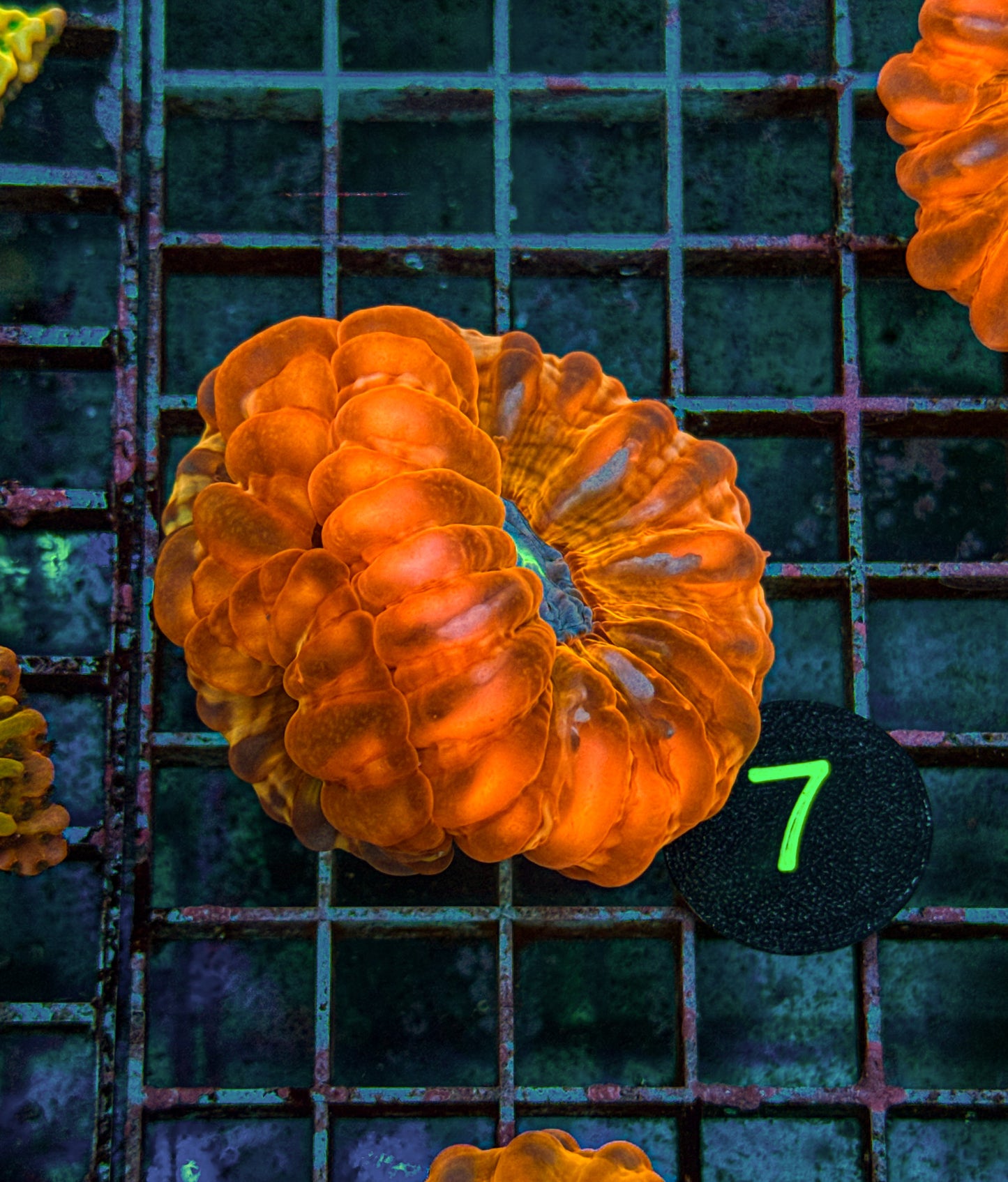 Rare! Triple Head Ultra Cynarina (WYSIWYG)