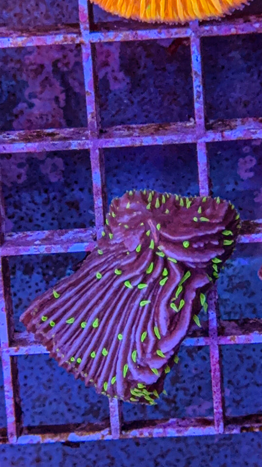 Diaseris Plate Coral Fungia (WYSIWYG)