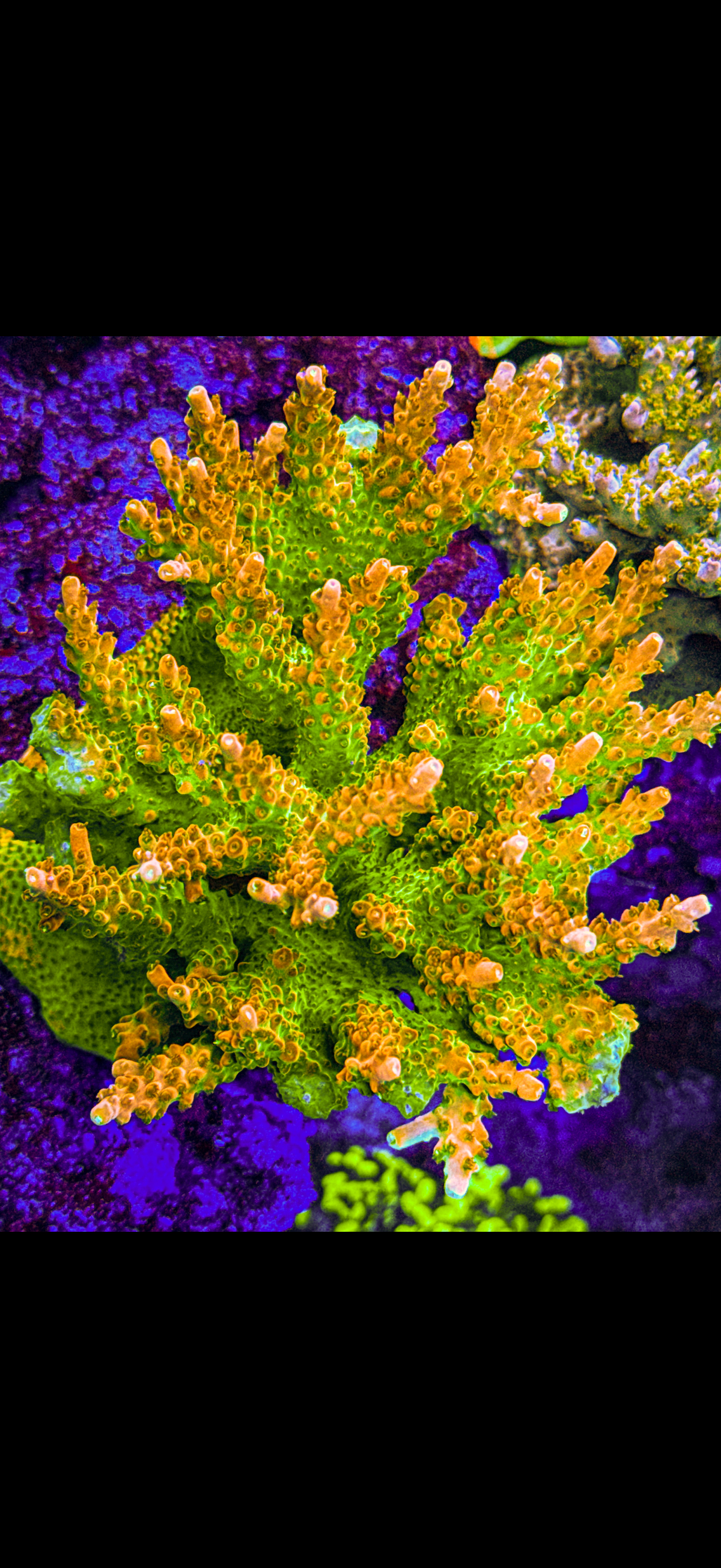 TGC Tropicana Multi Branch Acro (WYSIWYG)