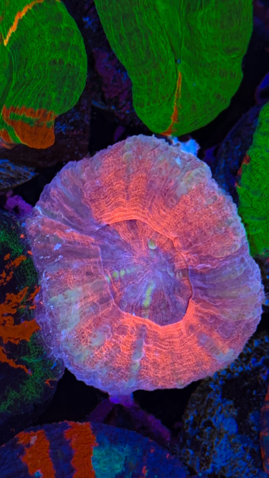 Red Scoly (WYSIWYG)