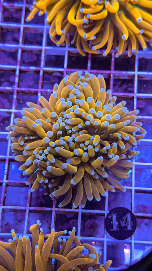 Banana Torch #14 (WYSIWYG)