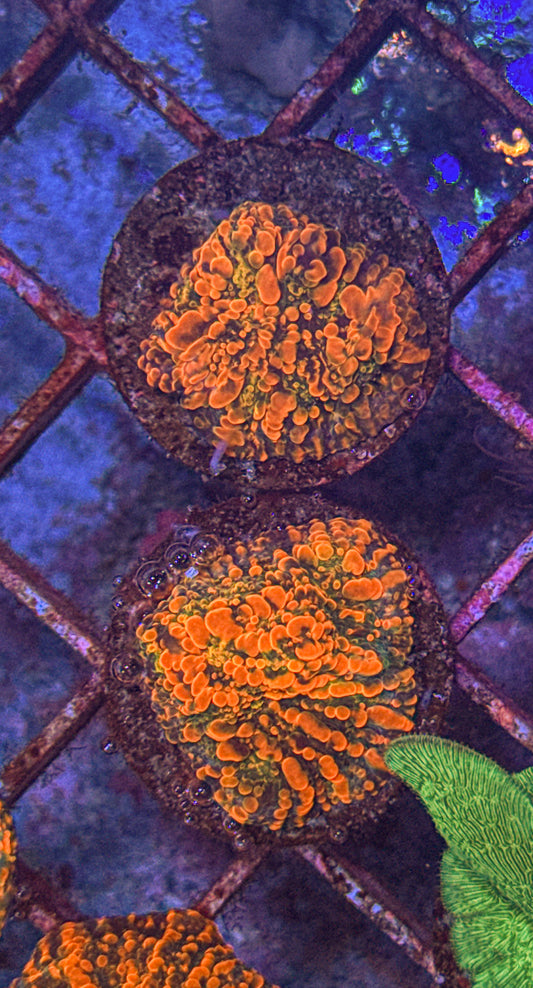 Cloudberry Chalice (WYSIWYG)