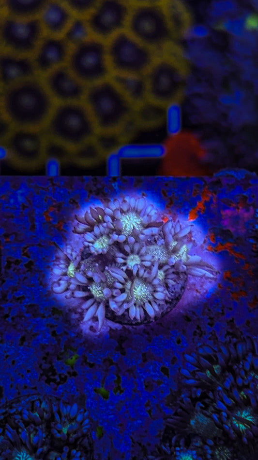 WCC Blue Tip Glitter Goni (WYSIWYG)
