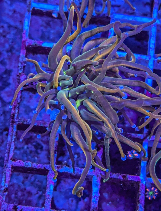 TCK Master Torch (WYSIWYG)