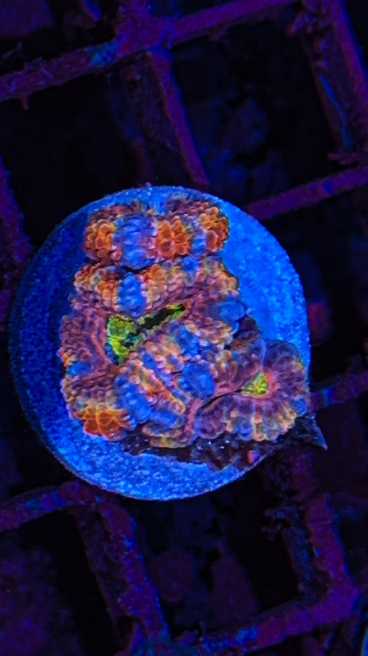 Crazy Rainbow Acan (WYSIWYG)