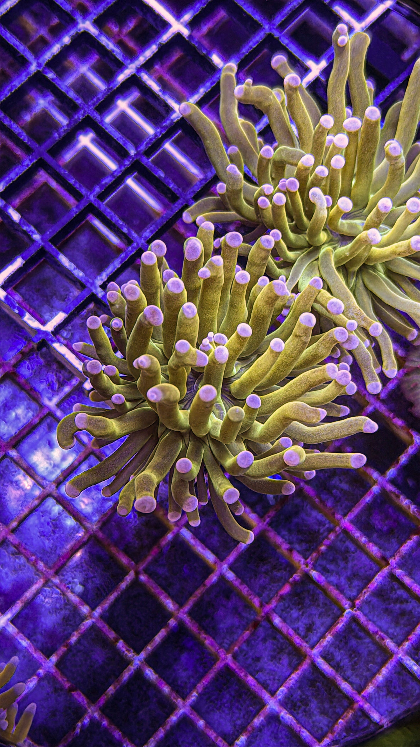 Malaysian Pink Tip HG Torch (WYSIWYG)