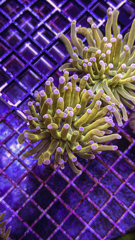 Malaysian Pink Tip HG Torch (WYSIWYG)