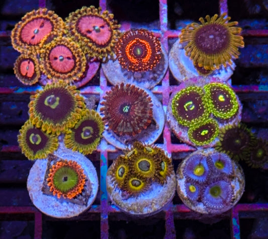 Zoa Pack #5 (WYSIWYG)