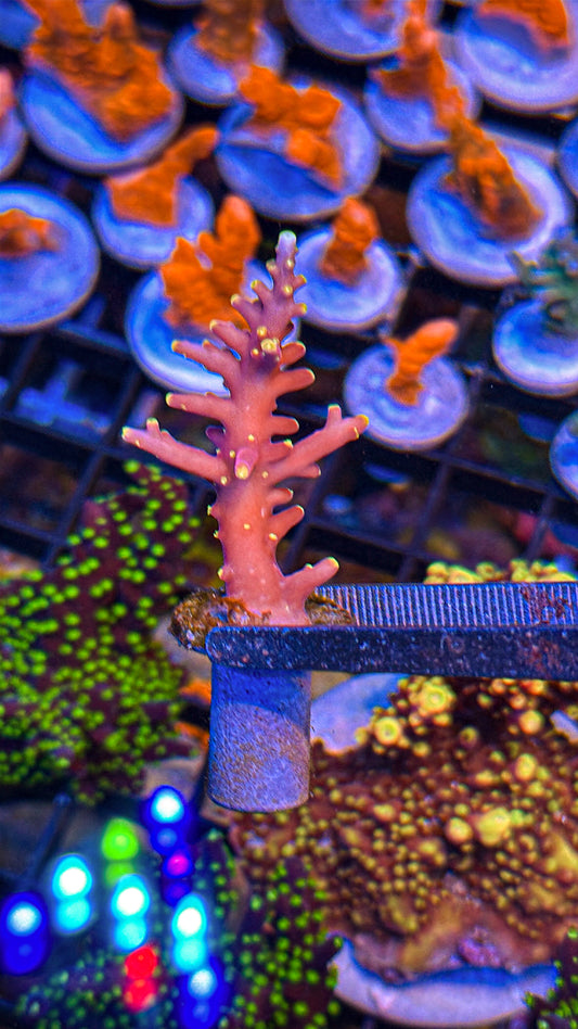 WWC Little Red Ferrari Acro (WYSIWYG)