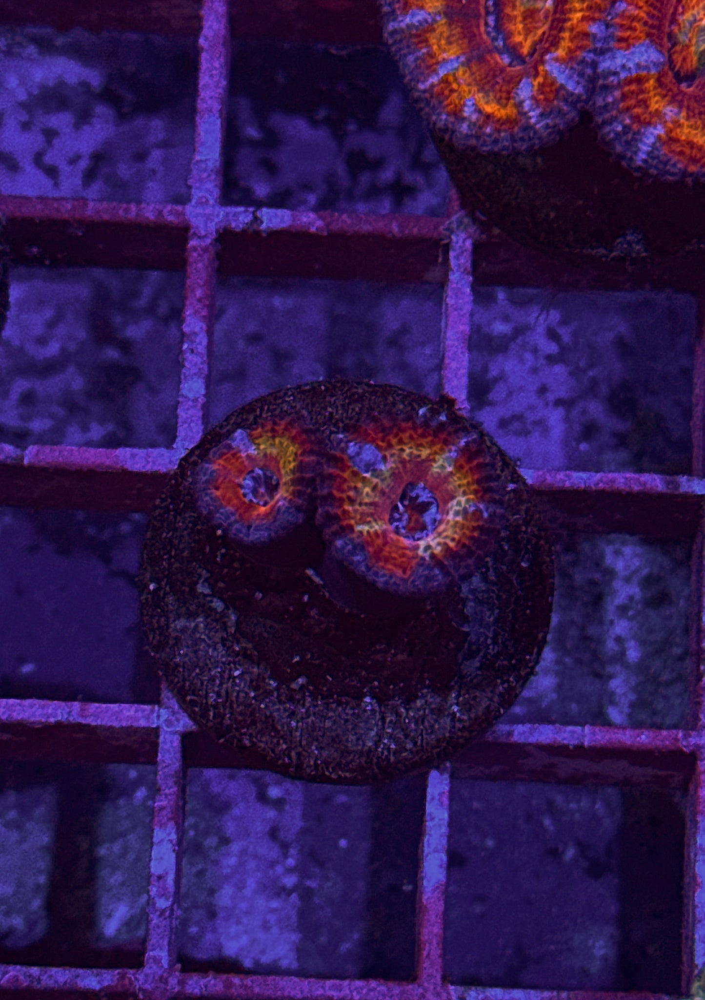Rainbow Acan (WYSIWYG)
