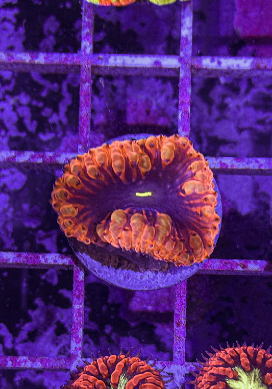 Black Hole Blasto (WYSIWYG)