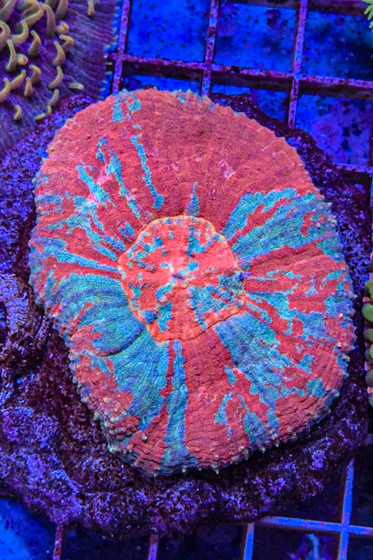 Australomussa (RARE!) (WYSIWYG)