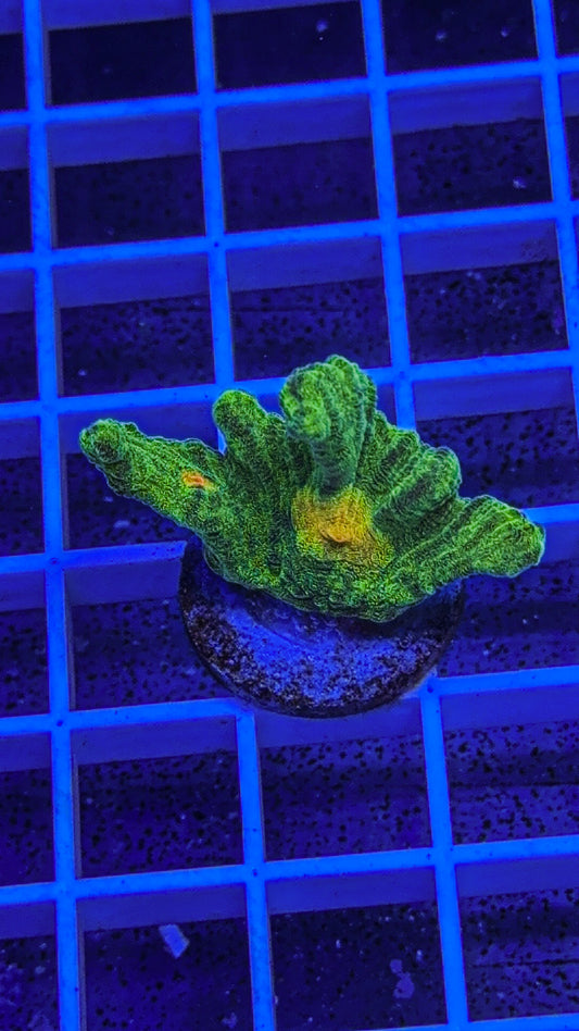 Space Invader Pectinia (WYSIWYG)