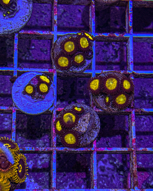 Lemonade Zoas (WYSIWYG)