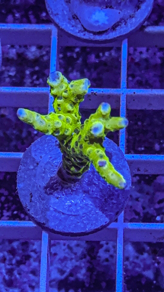 Green Goblin Anacropora (WYSIWYG)