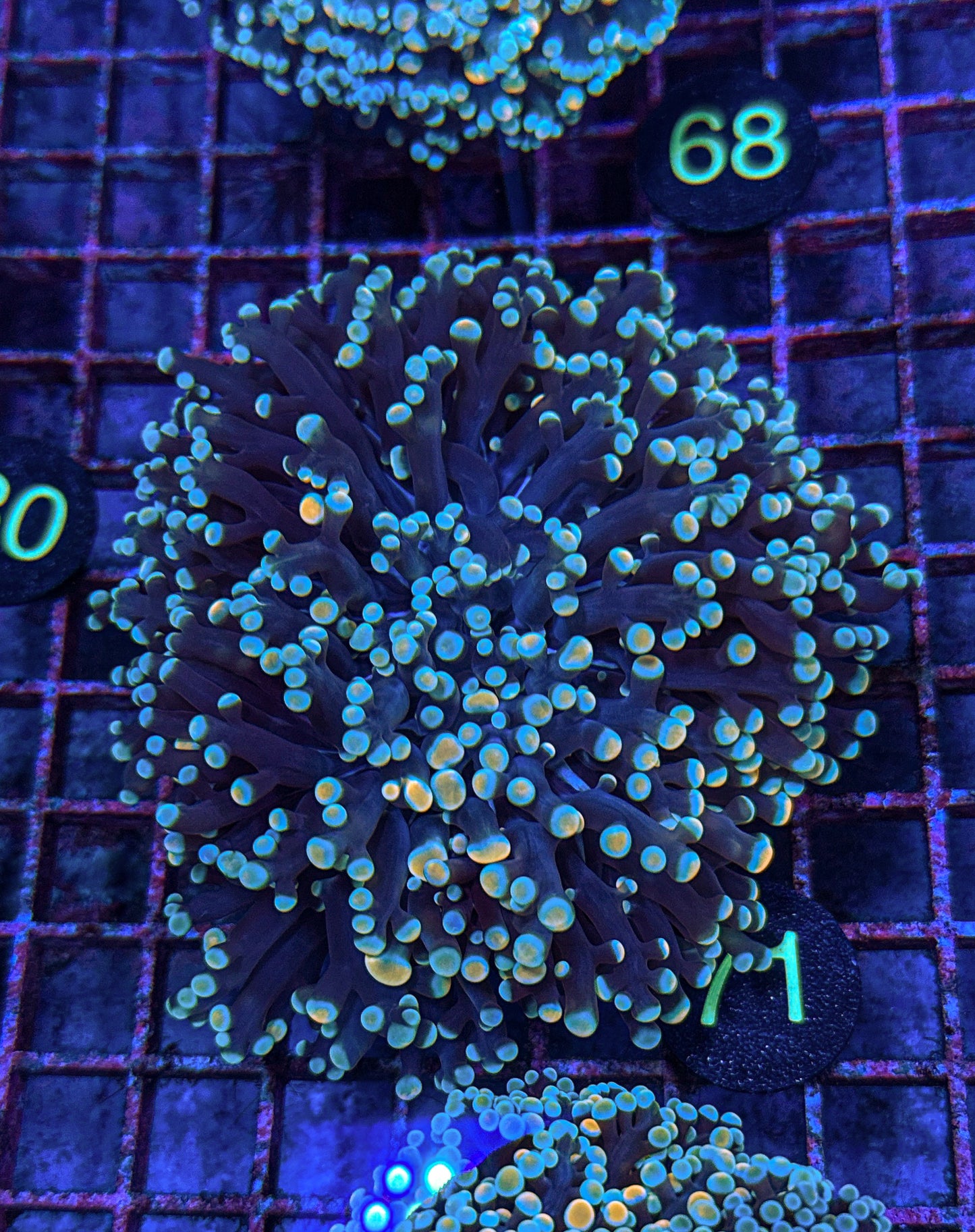 Rainbow Kingspawn (WYSIWYG)