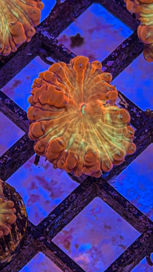 WWC Rainbow Blasto (WYSIWYG)