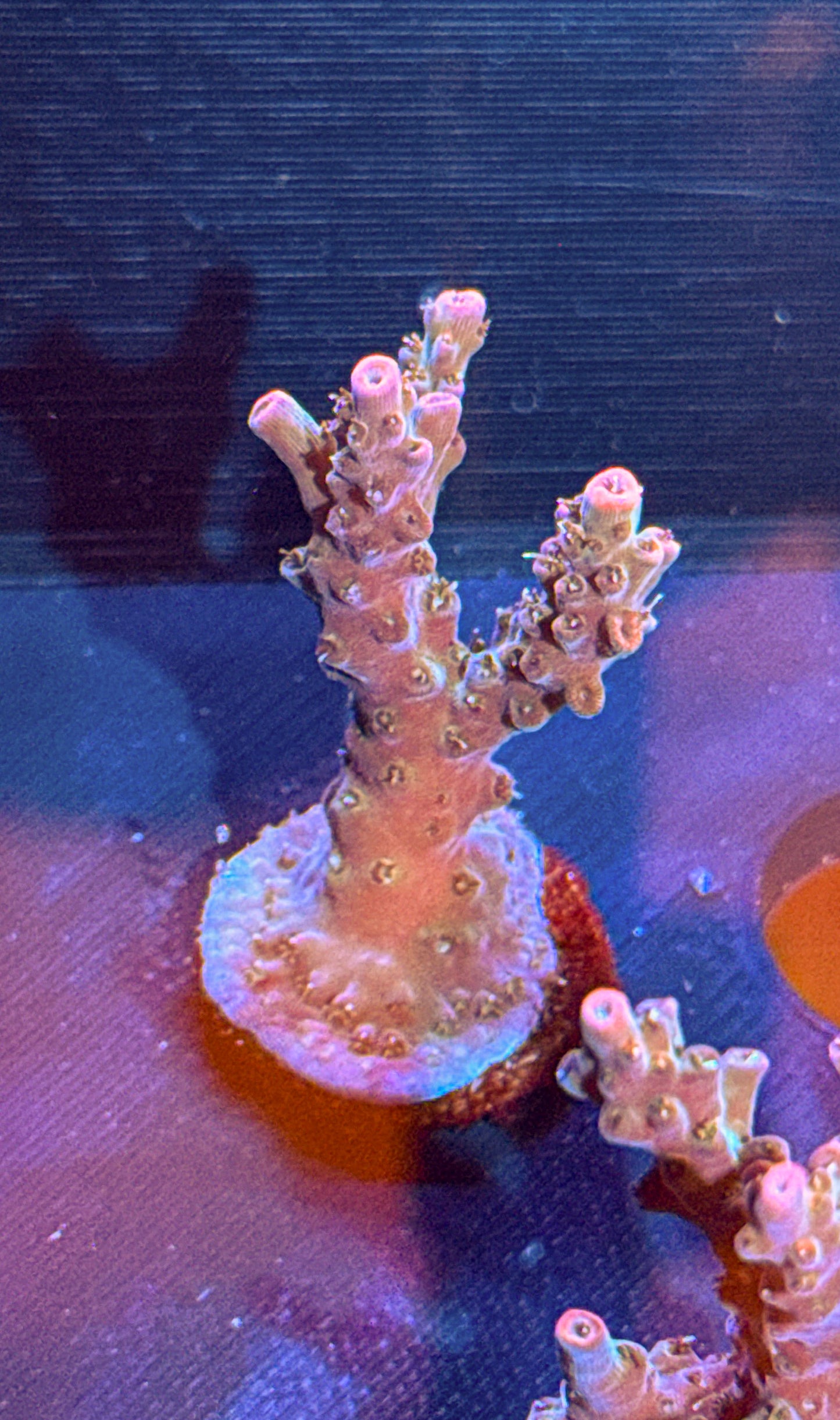 CC Voodoo Magic Acro (WYSIWYG)
