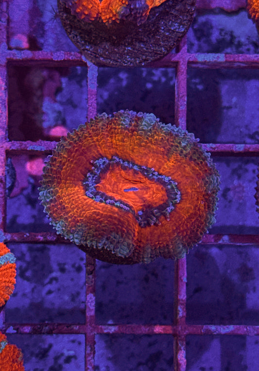 Rainbow Acan (WYSIWYG)