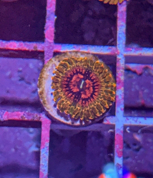 GMK Zoa (WYSIWYG)