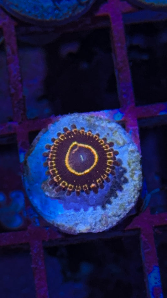 SBB Stratosphere Zoa (WYSIWYG)