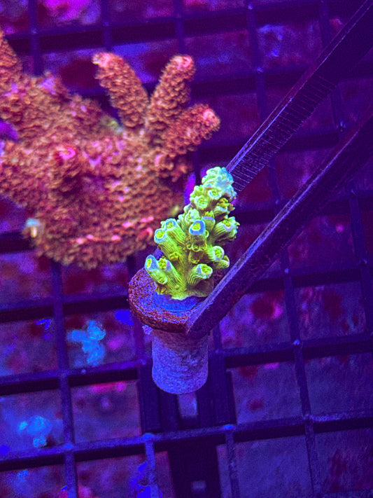 JF Home Wrecker Acro (WYSIWYG)