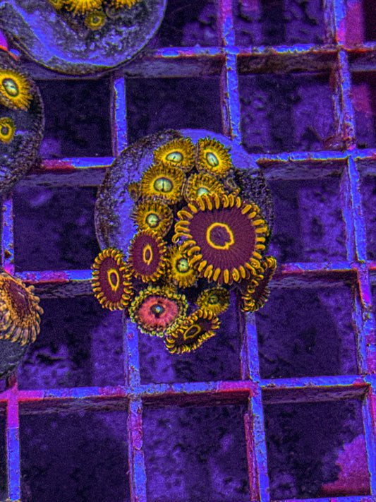 Zoas Mix (WYSIWYG)