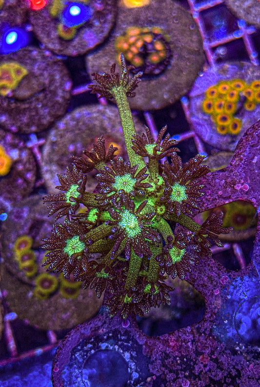 OG Glitter Bomb Goni (WYSIWYG)