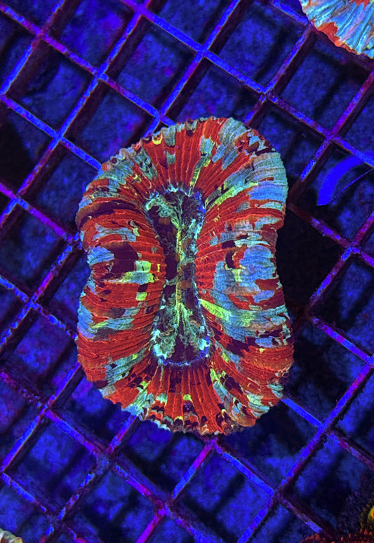 Paint Splatter Rainbow Trachy (WYSIWYG)