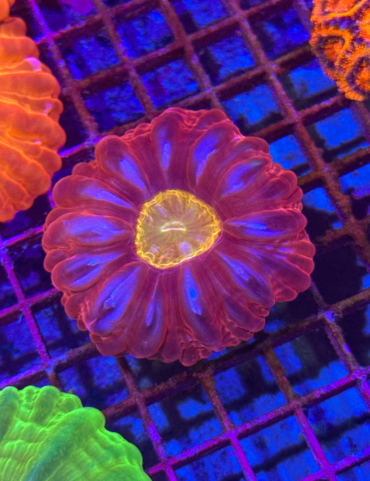 Yellow Center Ultra Cynarina (WYSIWYG)