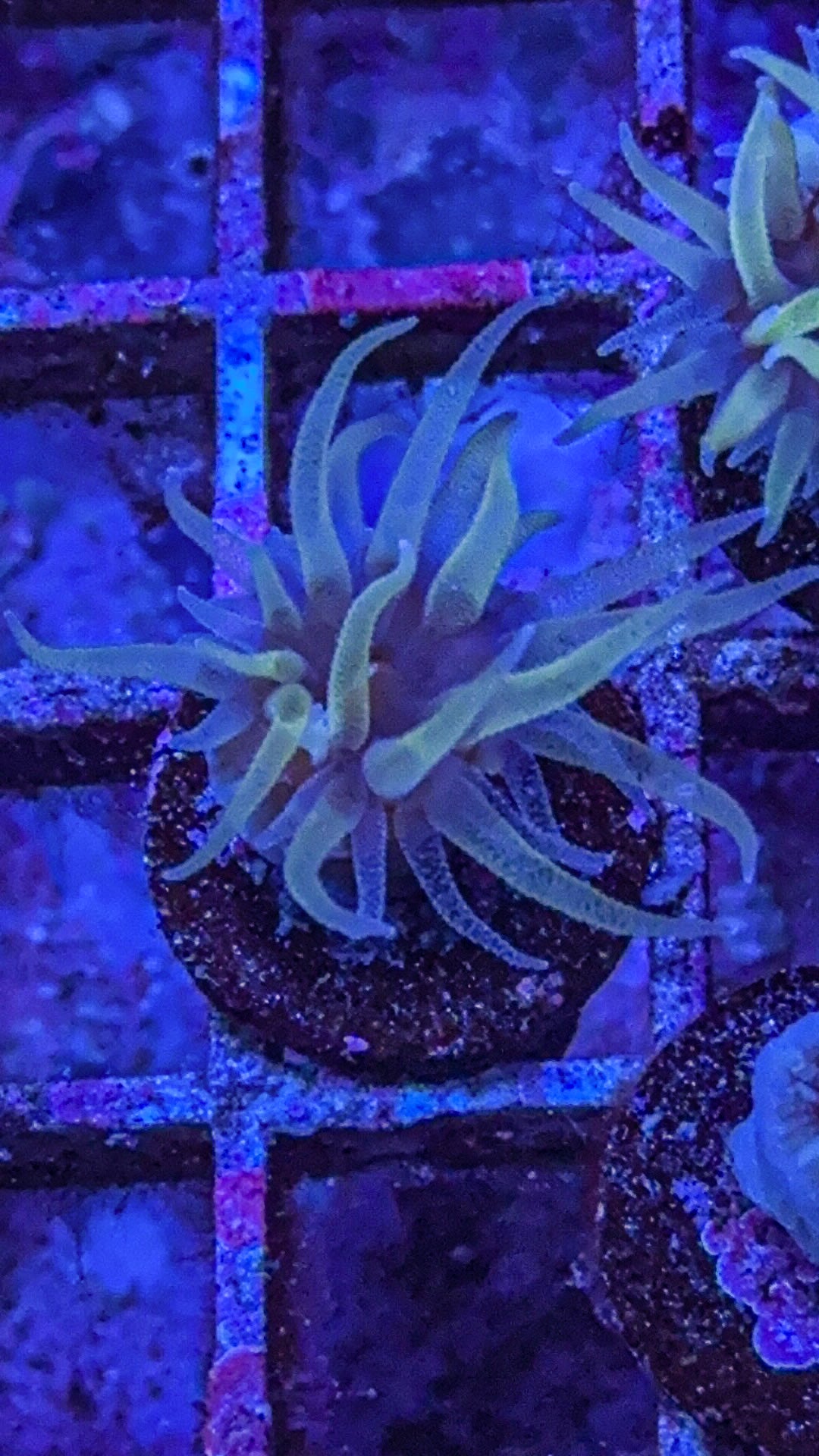 Fat Head Dendro (WYSIWYG)