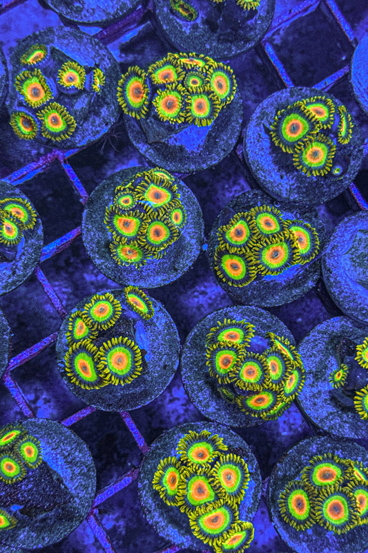 Rasta Zoas (WYSIWYG)