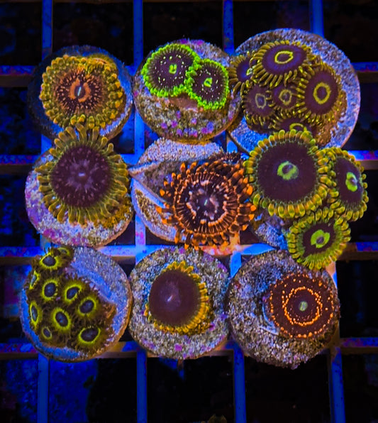 Zoa Pack #5 (WYSIWYG)