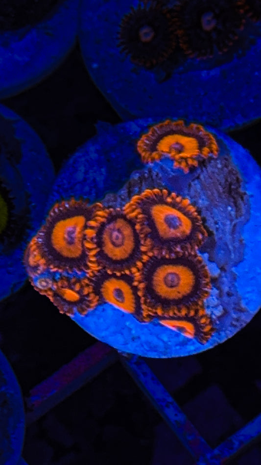 Bam Bam Zoa’s (WYSIWYG)
