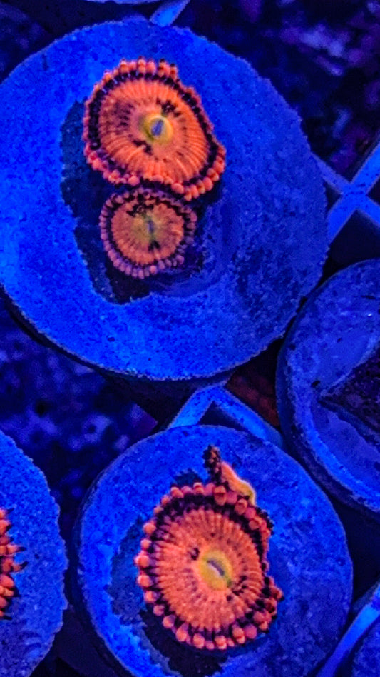 Sakura Zoas (WYSIWYG)